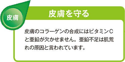 皮膚を守る 皮膚のコラーゲンの合成にはビタミンCと亜鉛が欠かせません。亜鉛不足は肌荒れの原因と言われています。
