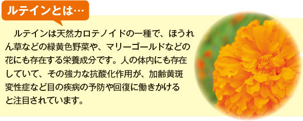 ルテインは天然カロテノイドの一種で、ほうれん草などの緑黄色野菜や、マリーゴールドなどの花にも存在する栄養成分です。人の体内にも存在していて、その強力な抗酸化作用が、加齢黄斑変性症など目の疾病の予防や回復に働きかけると注目されています。