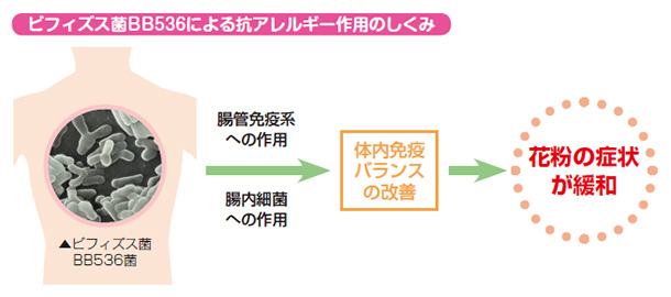 ビフィズス菌BB536による抗アレルギー作用のしくみ