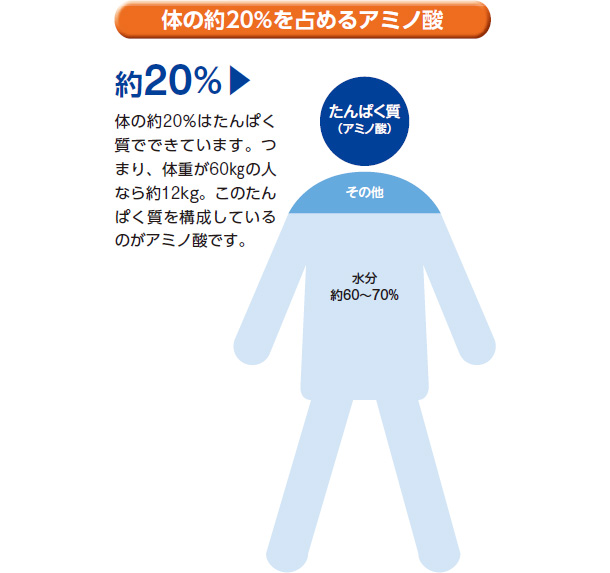 体の約20%を占めるアミノ酸