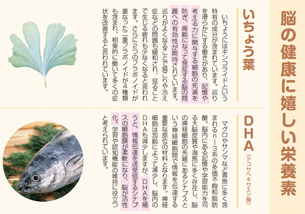 脳の健康に嬉しい栄養素 いちょう葉 いちょうにはギンコライドという特有の成分が含まれています。巡りを滑らかにする働きがあり、記憶や考える力に関与する細胞の死滅を防ぎ、高齢になって発症する脳の問題への有効性が期待されています。巡りがよくなることで肩こりや冷え症などの問題も緩和され、見ることで生じる疲れも少なくなると言われます。さらに2つのフラボノイドが重なった二重フラボノイドが4種類も含まれ、相乗的に働いて多くの症状を改善すると言われています。 DHA(ドコサヘキサエン酸) マグロやサンマなど青魚に多く含まれるn-3系の多価不飽和脂肪酸。脳内にある記憶や学習能力を司る大脳皮質や海馬に多く存在し、脳
の神経細胞の先端にあるシナプスという神経細胞間で情報を伝達する重要な部位の材料となります。神経細胞は加齢によって減少し、脳内のDHAも減少しますが、DHAを補うと、情報伝達を送受信するシナプスの細胞膜が柔軟になり、脳が活性化。学習や認知機能の維持に役立つと考えられています。